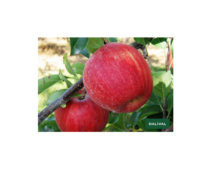 Pomme Galaxy bio Provence Les Paniers Davoine