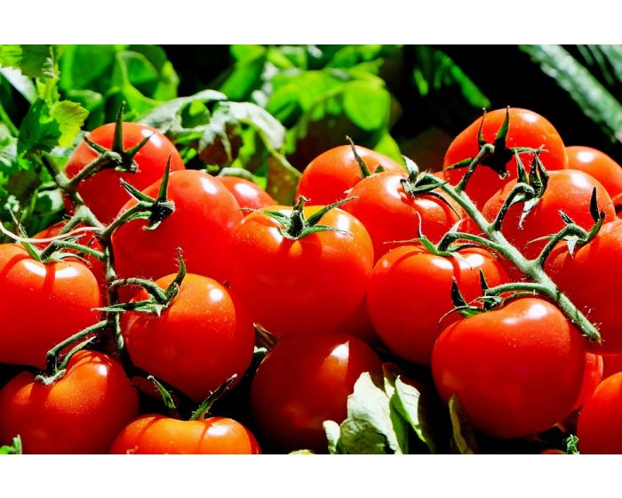 Tomates grappe bio provence les paniers davoine